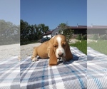 Small Photo #30 Basset Hound Puppy For Sale in PETERSBURG, IN, USA