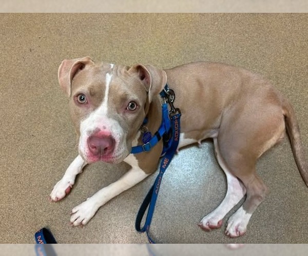 Medium Photo #7 American Staffordshire Terrier-Unknown Mix Puppy For Sale in Sayreville, NJ, NJ, USA