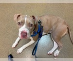 Small #6 American Staffordshire Terrier Mix