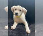 Small Photo #12 Shepradors Puppy For Sale in Attalka, AL, USA