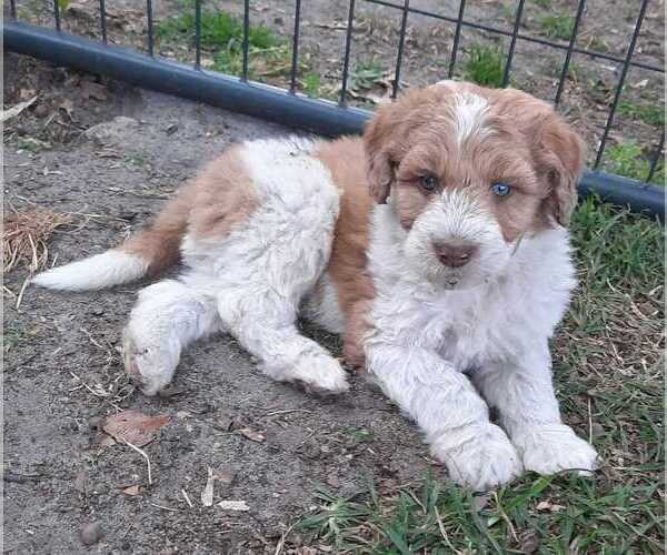 Medium Photo #2 Aussiedoodle Puppy For Sale in COTTAGEVILLE, SC, USA