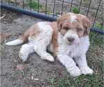 Small Photo #2 Aussiedoodle Puppy For Sale in COTTAGEVILLE, SC, USA