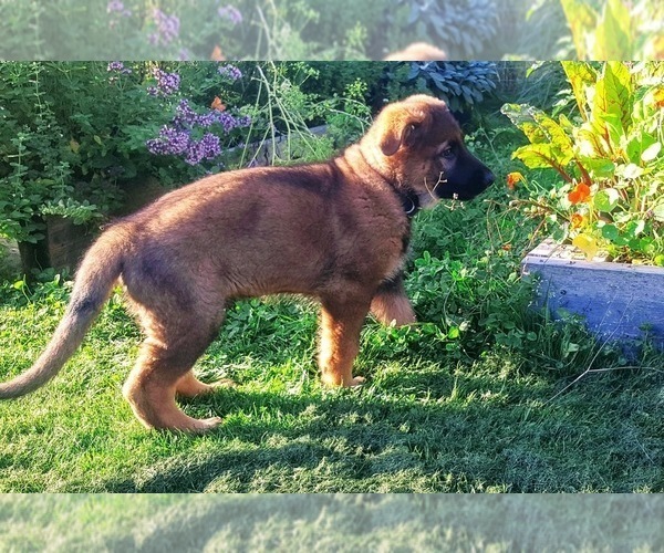 Medium Photo #1 German Shepherd Dog Puppy For Sale in SHELTON, WA, USA