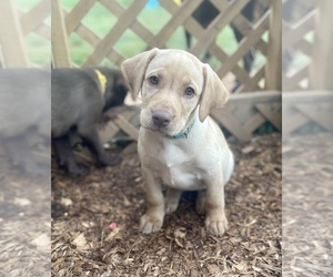 Labrador Retriever Puppy for Sale in ASHEVILLE, North Carolina USA