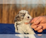 Small #3 Poodle (Toy)
