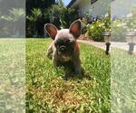 Small Photo #24 French Bulldog Puppy For Sale in WHITTIER, CA, USA