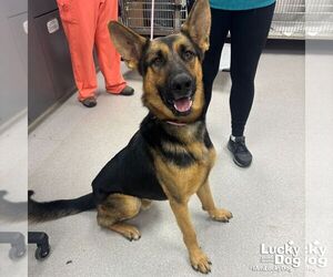 German Shepherd Dog-Unknown Mix Dogs for adoption in Washington, DC, USA