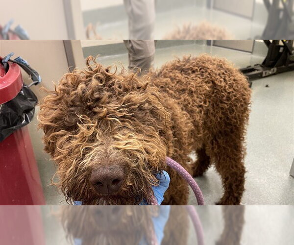 Medium Photo #1 Poodle (Standard) Puppy For Sale in Lee's Summit, MO, USA