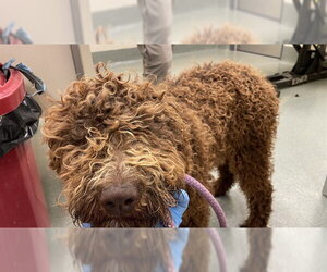 Poodle (Standard) Dogs for adoption in Lee's Summit, MO, USA