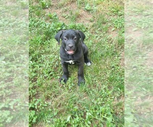 Cane Corso Puppy for Sale in WALNUT COVE, North Carolina USA