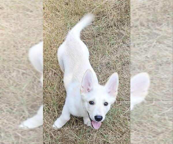 Medium Photo #1 Mutt Puppy For Sale in Olalla, WA, USA