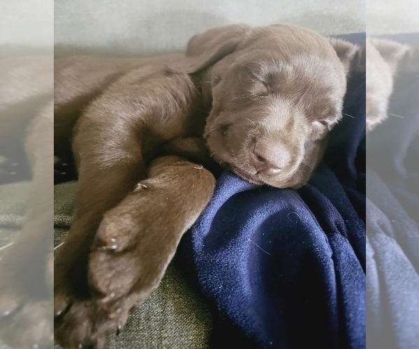 Medium Photo #6 Labrador Retriever Puppy For Sale in ALDERPOINT, CA, USA