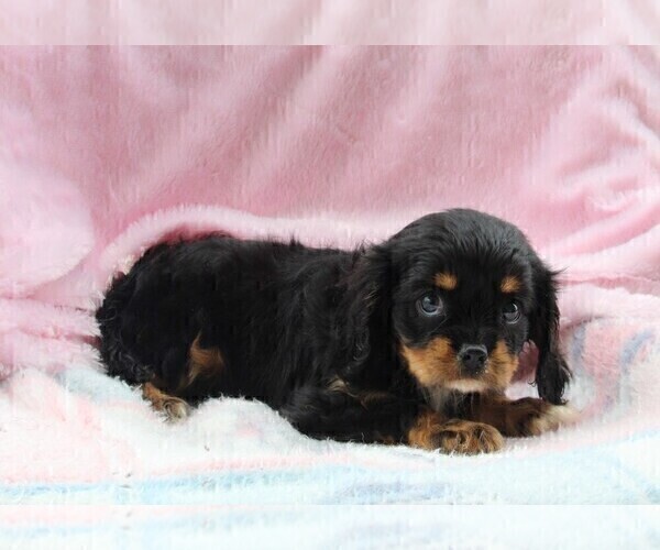 Medium Photo #2 Cavalier King Charles Spaniel Puppy For Sale in FREDERICKSBURG, OH, USA