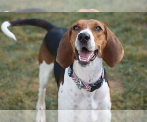 Treeing Walker Coonhound Dogs for adoption in Doylestown, PA, USA