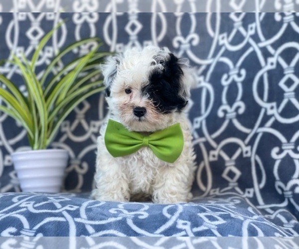 Medium Photo #2 Maltipoo Puppy For Sale in LAKELAND, FL, USA