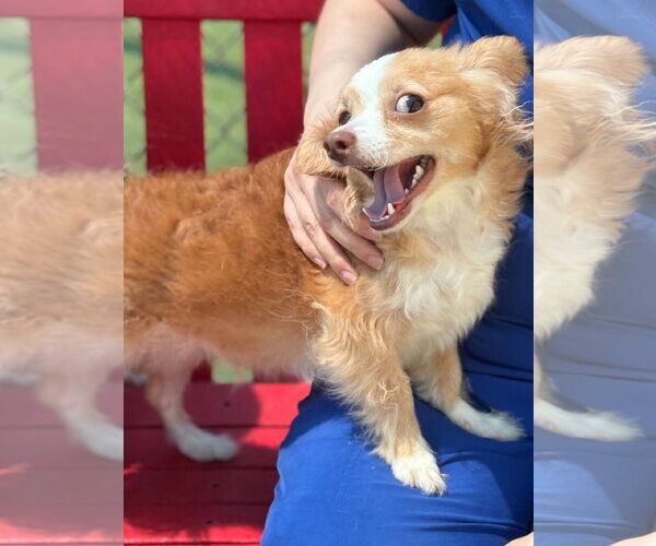 Medium Photo #3 Mutt Puppy For Sale in Woodbury, NY, USA