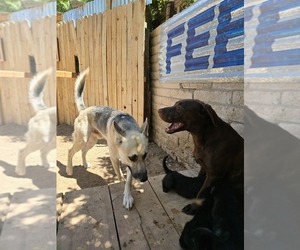 Father of the Shepradors puppies born on 05/15/2025