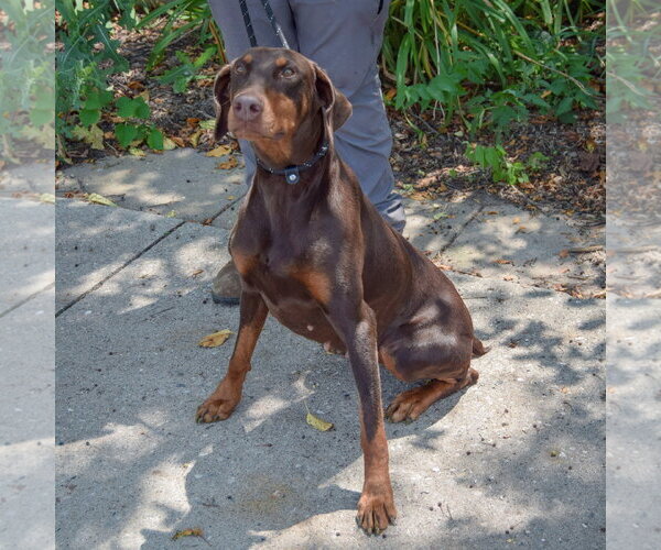 Medium Photo #3 Doberman Pinscher Puppy For Sale in Huntley, IL, USA