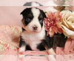 Small Photo #32 Australian Shepherd Puppy For Sale in STAFFORD, VA, USA
