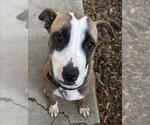 Small #3 American Pit Bull Terrier Mix