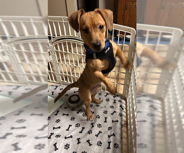 Medium Photo #2 Dachshund-Unknown Mix Puppy For Sale in Stanhope, NJ, USA