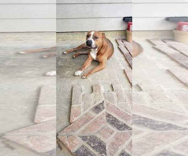 Medium Photo #2 Mutt Puppy For Sale in Abbeville, LA, USA