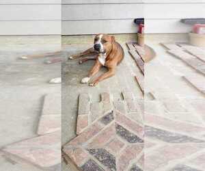 Brocho - Male Mutt Dog for Adoption - Photo #2