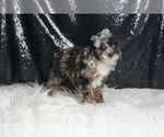 Small #3 Poodle (Miniature)