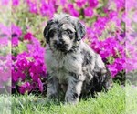 Marley - Female Labradoodle mix (+ Poodle Standard) Puppy for Sale - Photo #3