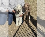Small Photo #3 Goldendoodle Puppy For Sale in DALLAS, TX, USA