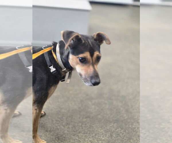 Medium Photo #2 Miniature Pinscher-Unknown Mix Puppy For Sale in Aurora, IN, USA