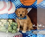 Small Photo #2 Goldendoodle-Mutt Mix Puppy For Sale in KIRKWOOD, PA, USA