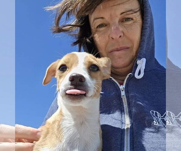 Medium Photo #3 Chihuahua-Unknown Mix Puppy For Sale in Castle Rock, CO, USA