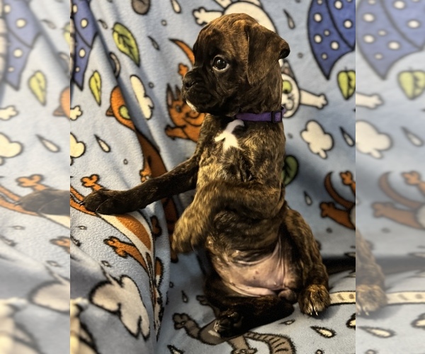 Medium Photo #5 Boxer Puppy For Sale in LANSING, MI, USA