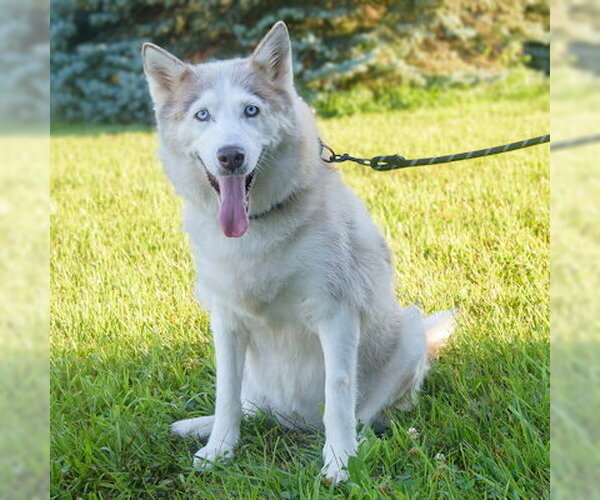 Medium Photo #3 Siberian Husky Puppy For Sale in Omaha, NE, USA