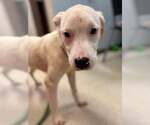 Small #1 American Pit Bull Terrier Mix