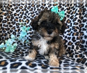 Poovanese Puppy for sale in LAKELAND, FL, USA