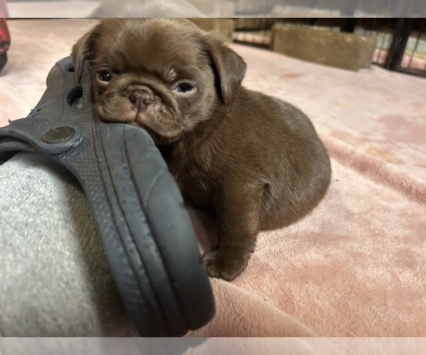 Medium Photo #57 Pug Puppy For Sale in BLOOMINGTON, IL, USA