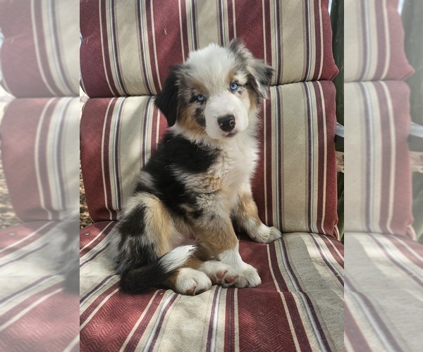 Medium Photo #1 Australian Shepherd Puppy For Sale in PHOENIX, AZ, USA