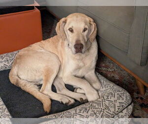 Chesapeake Bay Retriever-Unknown Mix Dogs for adoption in Salt Lake City, UT, USA
