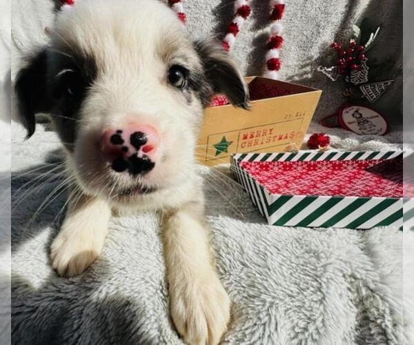 Medium Photo #3 Miniature Australian Shepherd Puppy For Sale in ADAIRSVILLE, GA, USA