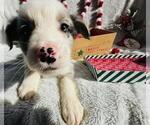 Small Photo #3 Miniature Australian Shepherd Puppy For Sale in ADAIRSVILLE, GA, USA