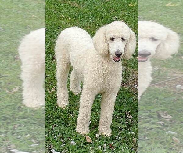 Medium Photo #1 Goldendoodle Puppy For Sale in HONEY GROVE, PA, USA