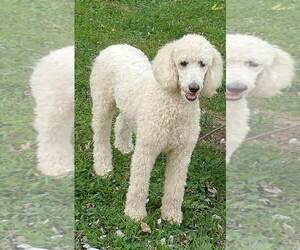 Mother of the Goldendoodle puppies born on 05/17/2025