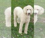 Small Photo #1 Goldendoodle Puppy For Sale in HONEY GROVE, PA, USA