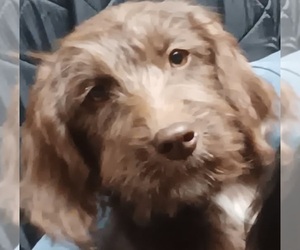 Labradoodle Dogs for adoption in SILVER SPGS, NV, USA