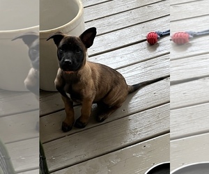Belgian Malinois Puppy for sale in S CHESTERFLD, VA, USA