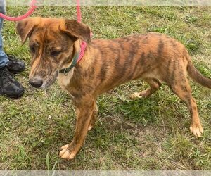 American Pit Bull Terrier-Plott Hound Mix Dogs for adoption in Earl, NC, USA
