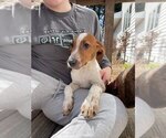 Puppy 3 Australian Cattle Dog-Treeing Walker Coonhound Mix