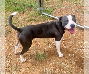 Mutt Dogs for adoption in Bryant, AR, USA